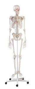 Skeletmodel met Spiermarkeringen