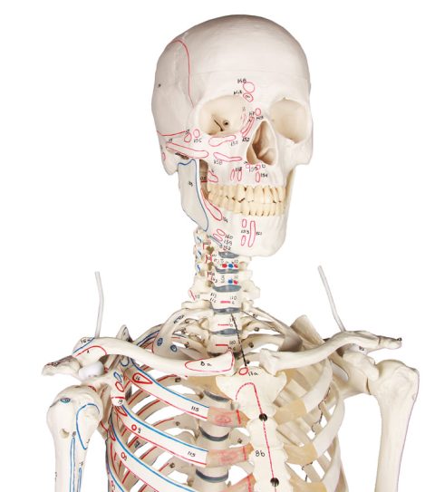 Skeletmodel met Spiermarkeringen