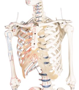 Skeletmodel met Spiermarkeringen