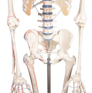 Skeletmodel met Spiermarkeringen