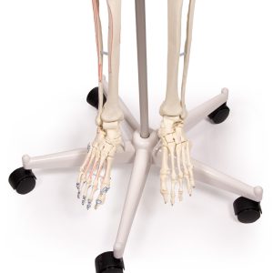 Skeletmodel met Spiermarkeringen
