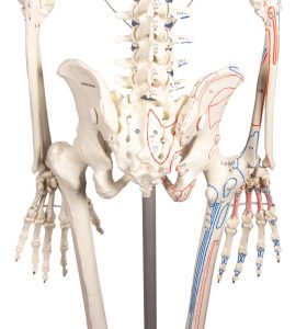 Skeletmodel met Spiermarkeringen