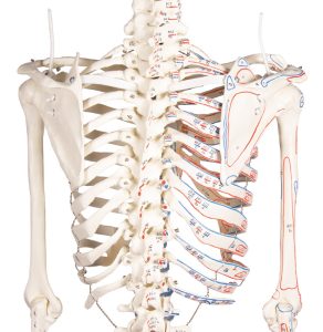 Skeletmodel met Spiermarkeringen