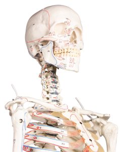 Skeletmodel met Spiermarkeringen