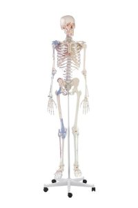 Skeletmodel met spiermarkeringen en ligamenten