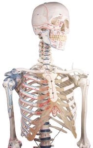 Skeletmodel met spiermarkeringen en ligamenten