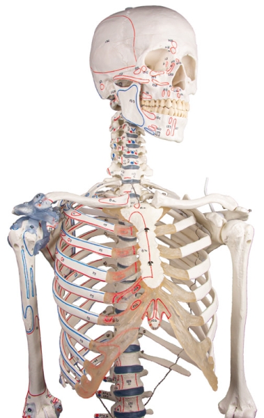 Skeletmodel met spiermarkeringen en ligamenten