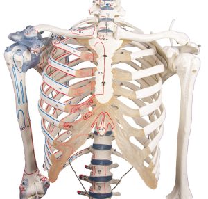 Skeletmodel met spiermarkeringen en ligamenten
