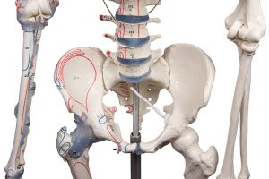 Skeletmodel met spiermarkeringen en ligamenten