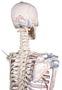 Skeletmodel met spiermarkeringen en ligamenten