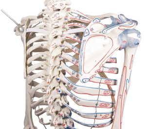 Skeletmodel met spiermarkeringen en ligamenten