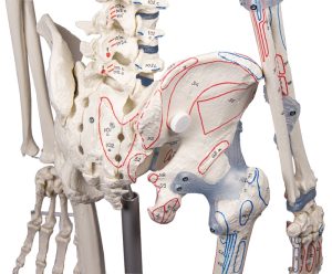 Skeletmodel met spiermarkeringen en ligamenten