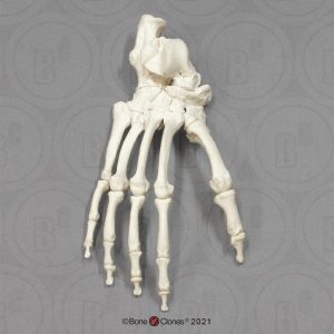 Skeletmodel Voet Chimpansee