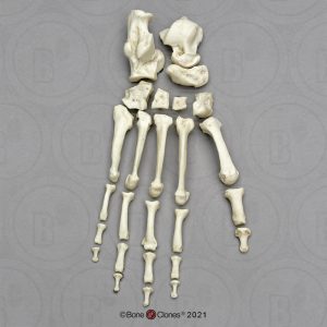 Skeletmodel Voet Chimpansee
