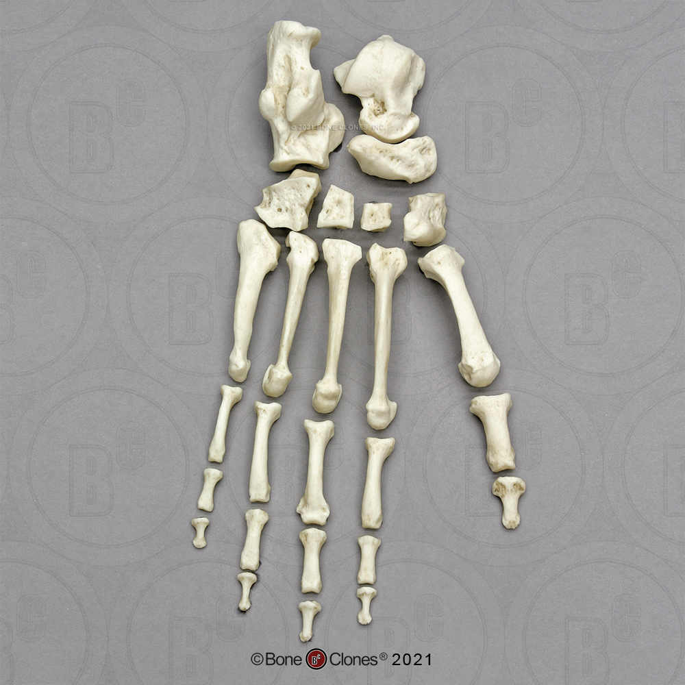Skeletmodel Voet Chimpansee