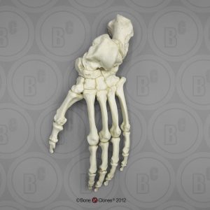 Skeletmodel Voet Bonobo