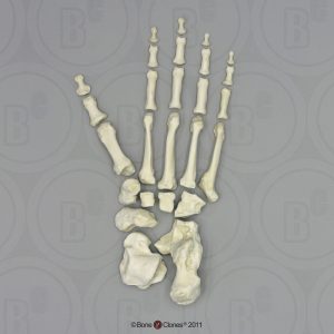 Skeletmodel Voet Gorilla