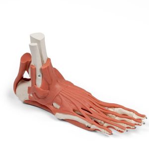 Skeletmodel Voet met Ligamenten
