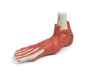 Skeletmodel Voet met Ligamenten