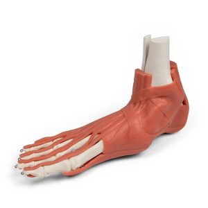 Skeletmodel Voet met Ligamenten
