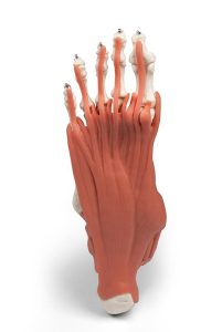 Skeletmodel Voet met Ligamenten