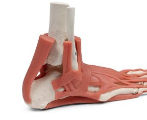 Skeletmodel Voet met Ligamenten