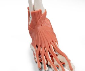 Skeletmodel Voet met Ligamenten