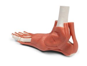 Skeletmodel Voet met Ligamenten