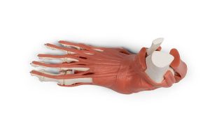 Skeletmodel Voet met Ligamenten