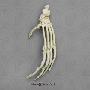 Skeletmodel Voet Orang-Oetan