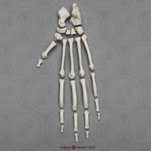 Skeletmodel Voet Orang-Oetan