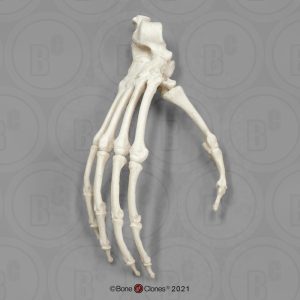Skeletmodel Voet Siamang