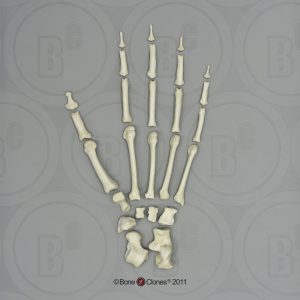 Skeletmodel Voet Siamang