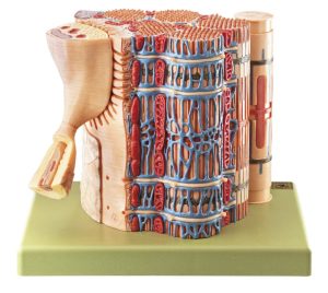 Skeletspier Vezel Model
