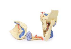 Slaapbeen Model, 3D Print, 3-delig