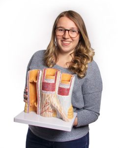 Slagader en Ader Model, 20 x vergroot