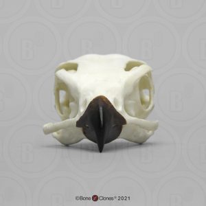 Slechtvalk Schedelmodel
