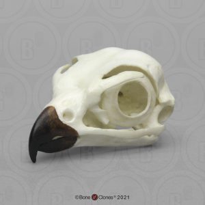 Slechtvalk Schedelmodel