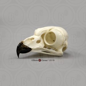 Sneeuwuil Schedelmodel