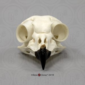 Sneeuwuil Schedelmodel
