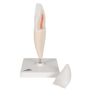 Snijtand onderkaak (Dentes incisivi)