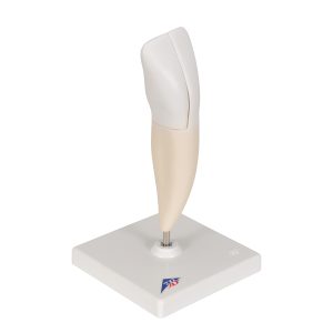 Snijtand onderkaak (Dentes incisivi)