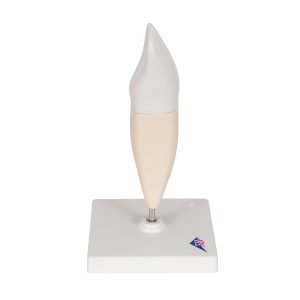 Snijtand onderkaak (Dentes incisivi)