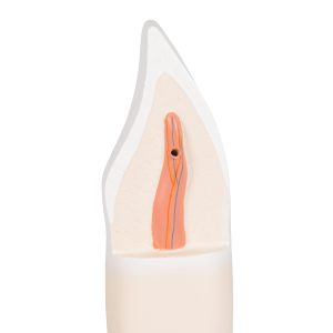 Snijtand onderkaak (Dentes incisivi)
