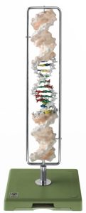 Somso DNA Model