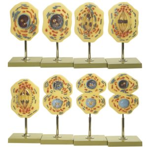Somso Modellenset Mitose, 8-delig