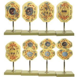 Somso Modellenset Mitose, 8-delig