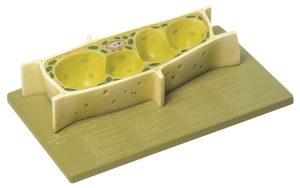 Somso Model Plantencel
