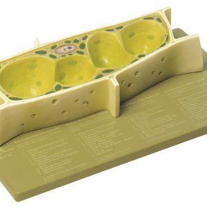 Somso Model Plantencel