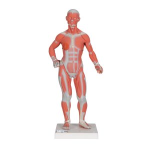 Spieren model 57cm